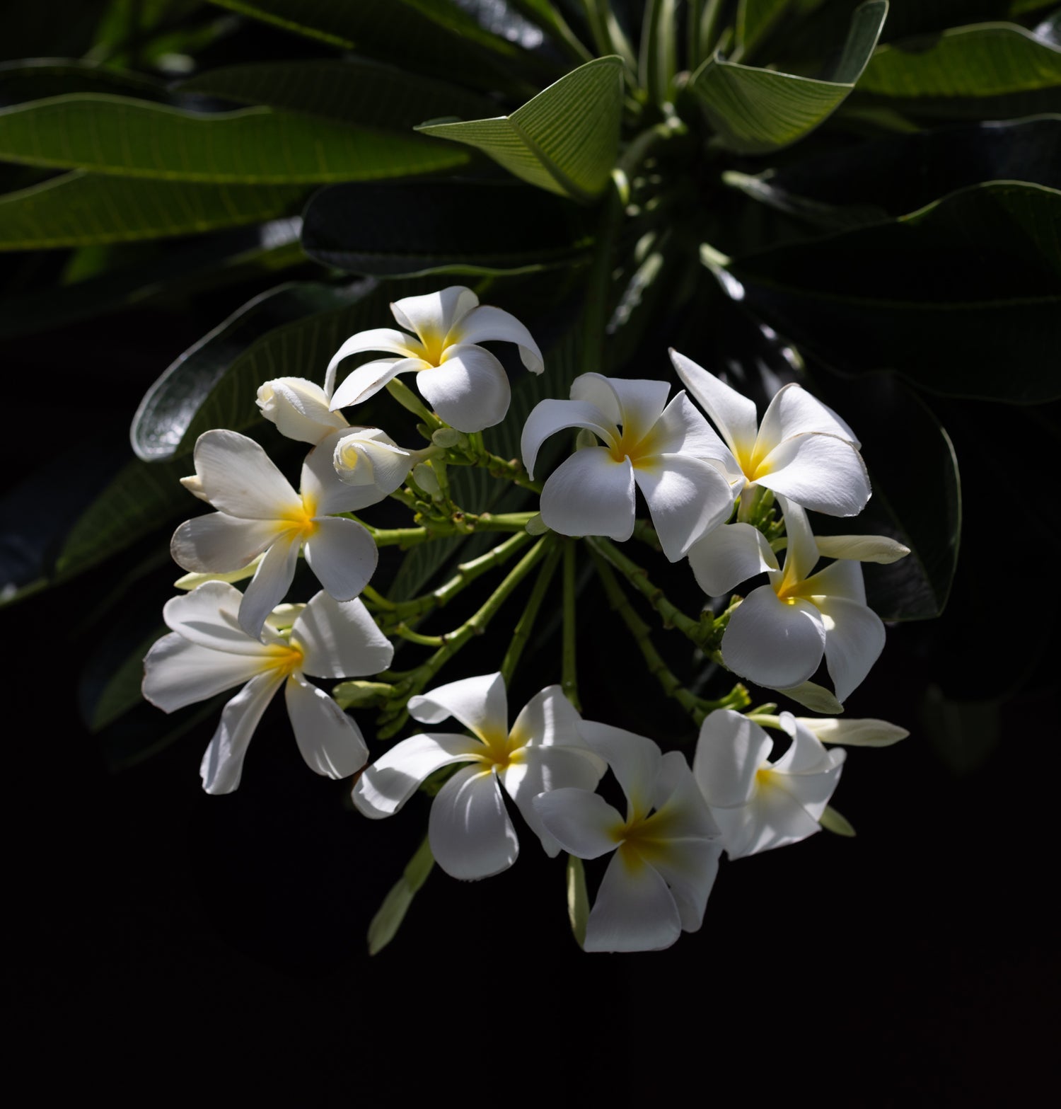 White flowers growing from a tree with shade over them