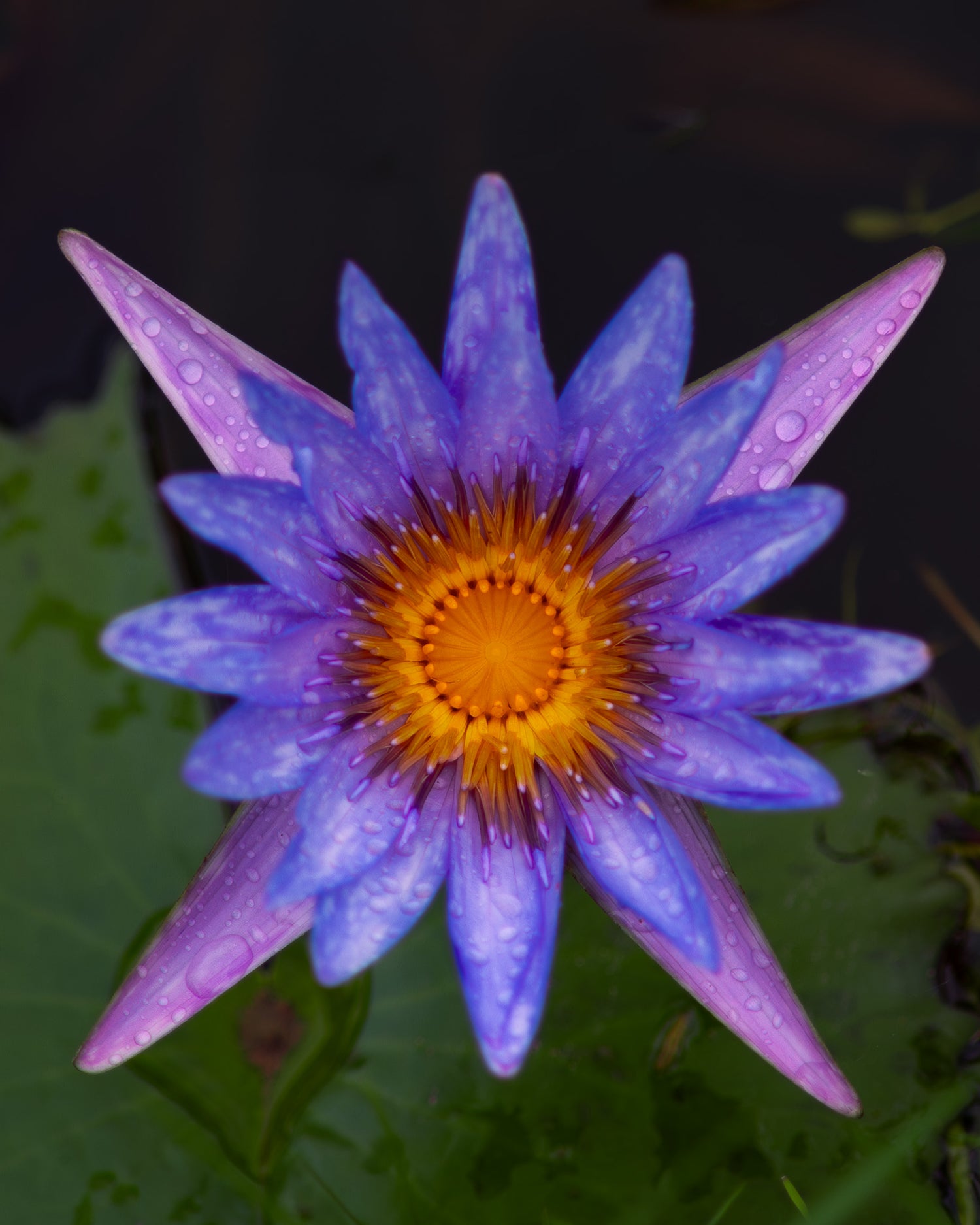 A purple pink lotus flower on a lake with a part of the lotus leave visible